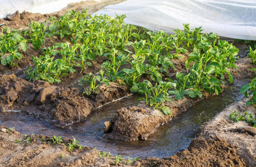 Riego por surcos Hocam